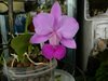 Cattleya walkeriana flamea (Bela-Vista)